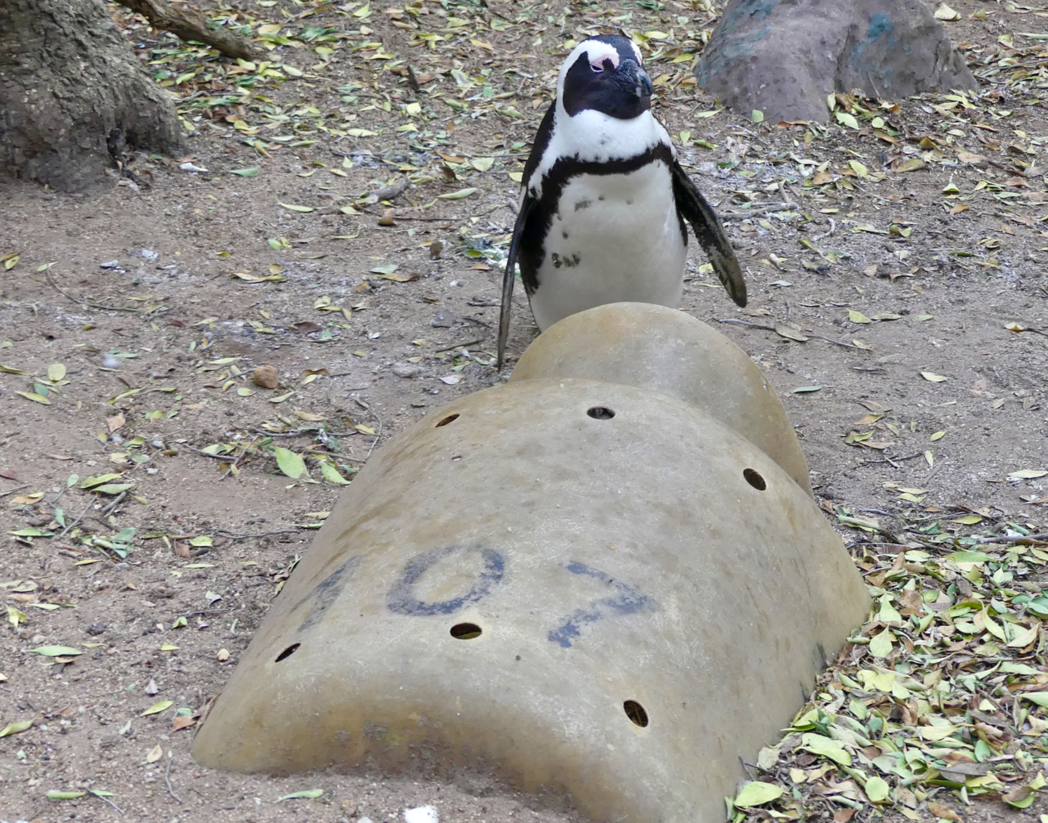 Artificial nesting box for African Penguin